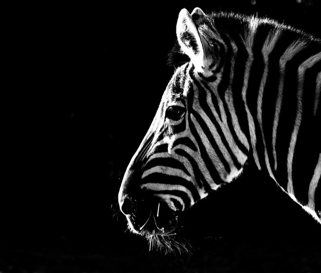 Zebra 3 Boyutlu Resimli Duvar Kagidi