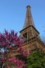 Eiffel'in Çiçekleri Duvar Kağıdı