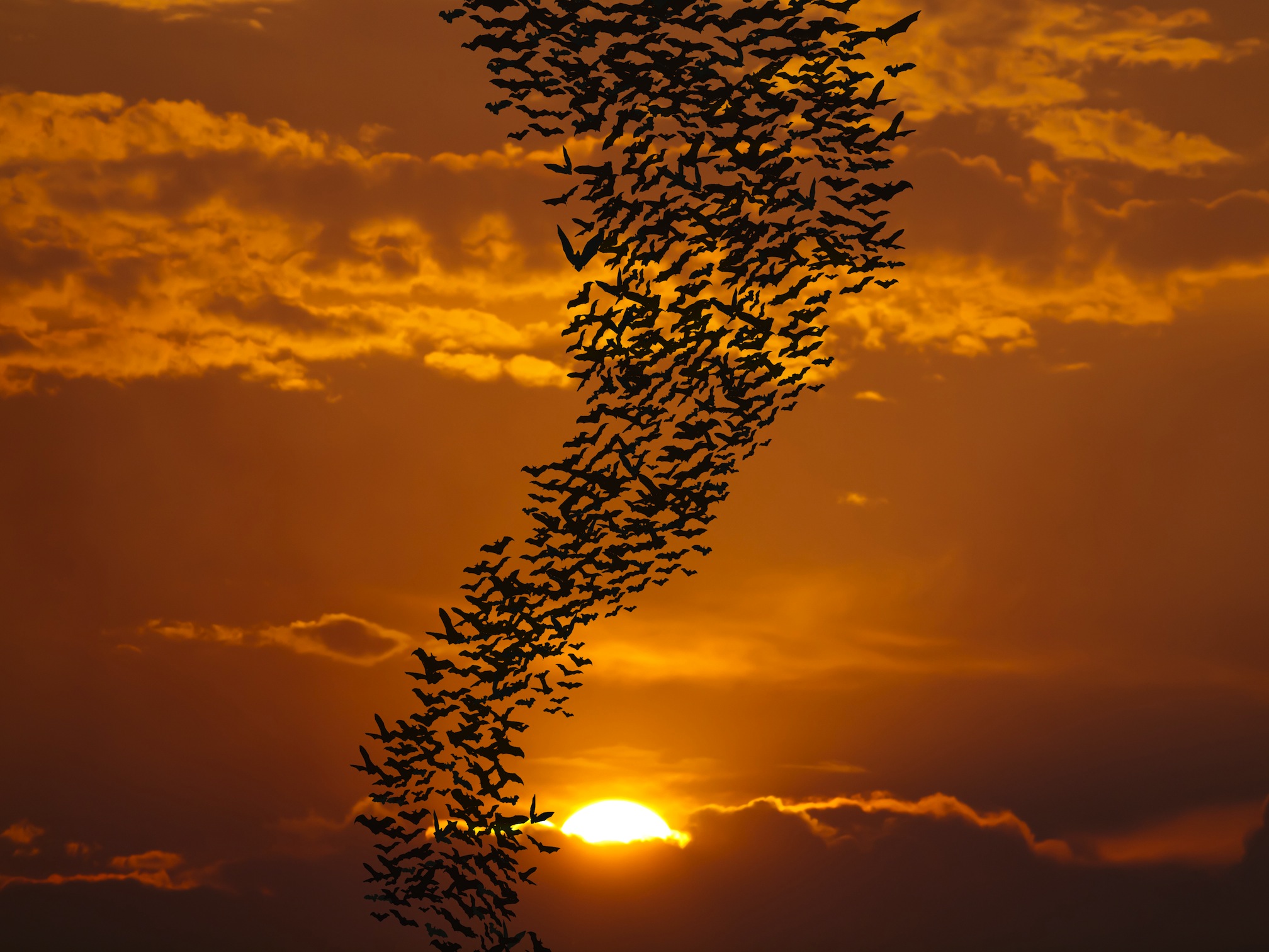 Göç Yolları Duvar Kağıdı